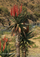 Aloes alongside the Paton Country Rail (17)...