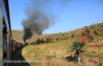 Aloes alongside the Paton Country Rail (17)