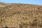 Aloes alongside the Paton Country Rail (18)