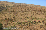 Aloes alongside the Paton Country Rail (19)