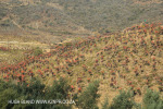 Aloes alongside the Paton Country Rail (3)