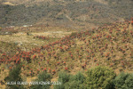 Aloes alongside the Paton Country Rail (5)