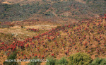 Aloes alongside the Paton Country Rail (7)..