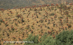 Aloes alongside the Paton Country Rail (8)