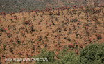 Aloes alongside the Paton Country Rail (9.) (1)