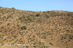 Aloes alongside the Paton Country Rail (9.) (2)