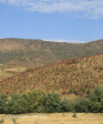 Aloes alongside the Paton Country Rail (9)..