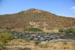 Alongside the Ngogwana River (1)