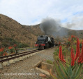 GMAM Garratt 4074 built 1953 steaming past aloes in Creighton (10)
