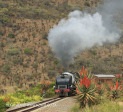 GMAM Garratt 4074 built 1953 steaming past aloes in Creighton (3)