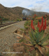 GMAM Garratt 4074 built 1953 steaming past aloes in Creighton (6)