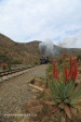 GMAM Garratt 4074 built 1953 steaming past aloes in Creighton (8)