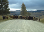 Dargle Cattle (2)