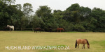 Kilgobbin horses (2)
