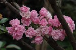 Dargle - St Andrews Church - Roses in garden -  (1)