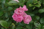 Dargle - St Andrews Church - Roses in garden -  (2)