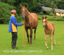 Selsey stabling and horses (10)