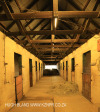Selsey stabling and horses (22)