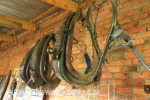Inglenook Farm - Museum collection (8)
