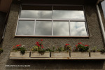 Cathedral Peak Hotel front entrance flower boxes. (1)