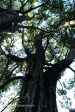 Cavern Berg Nature trail cabbage tree (1)