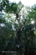 Cavern Berg Nature trail cabbage tree (2)