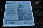 Cavern Berg Nature trail cabbage tree (3)