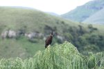 Lake Navarone crested eagle (1)