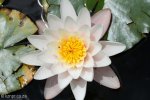 Lake Navarone flora -  Water Lillies (5)