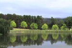 Lake Navarone tree reflections (12)