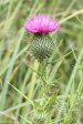 Lake navarone flora -  Thistle (3)