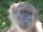 Didima - Baboons (8)