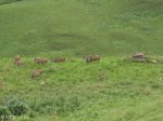 Didima - Eland Herd (2)