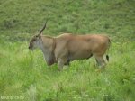 Didima - Eland Herd (4)