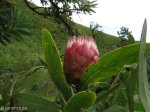 Didima - Proteas (1)