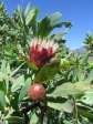 Didima - Proteas (2)