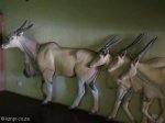 Didima Rock Art Centre (6)