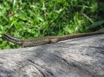 Didima - skink