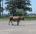 inchanga-r103-100-hills-traffic-lights-1