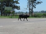 inchanga-r103-100-hills-traffic-lights-2