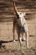 adelaide-farm-dogs-dundee-s28-01-955-e30-13-382-elev-1264m-16