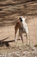 adelaide-farm-dogs-dundee-s28-01-955-e30-13-382-elev-1264m-17