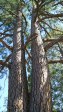 Dundee Cemetery - Grave - Pine trees