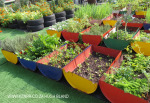 Rooftop Gardens 77 Monty Naiker (Pine) Street (7)
