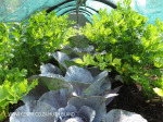 Rooftop Gardens 77 Monty Naiker (Pine) Street (8)