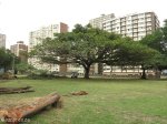 playfair-rd-_-trees-park-s29-50-611-e-31-02-082-elev-14m-7