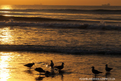 Durban Beaches at Dawn