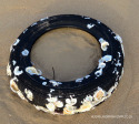 Durban-Beaches-barnacled-tyre