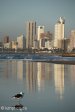 city-skyline-seagull-on-beach-3