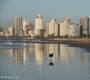 city-skyline-seagull-on-beach-4